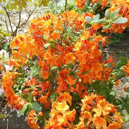 La Charmaie Frühstückspension 3*